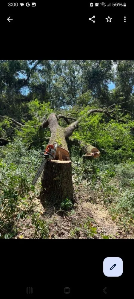 Expert garden landscaping experts serving Valrico, FL - Schofields Land Management