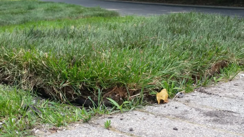 Reliable lawn mowing service experts serving Big Rock, IL - Schollmeyer Landscaping