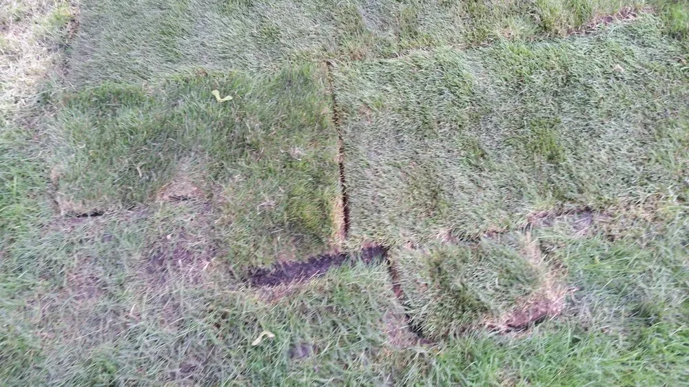 Reliable lawn care service with custom design across Big Rock, IL - Schollmeyer Landscaping