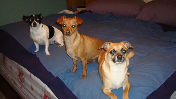 Schwagerl Landscaping Logo