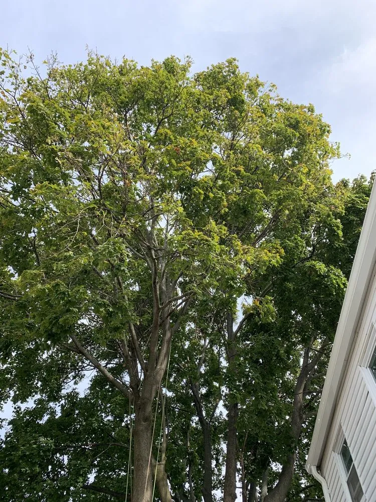 Custom yard cleanup service experts serving Coventry, RI - Schwartz Tree Care & Landscaping