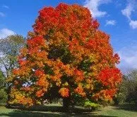 Reliable yard maintenance near you across Coventry, RI - Schwartz Tree Care & Landscaping