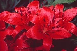 Reliable lawn mowing service for beautiful yards in Coventry, RI by Schwartz Tree Care & Landscaping