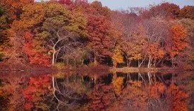 Local landscaping services for beautiful yards across Coventry, RI - Schwartz Tree Care & Landscaping