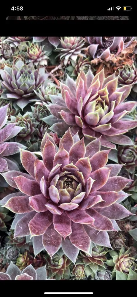 Reliable landscape installation for beautiful yards across Azusa, CA - ScienceScape Landscape Maintenance