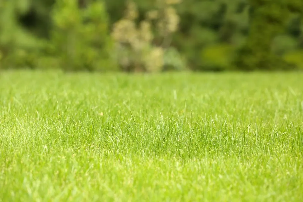 Custom landscaping services in Savannah, GA by Scientific Turf