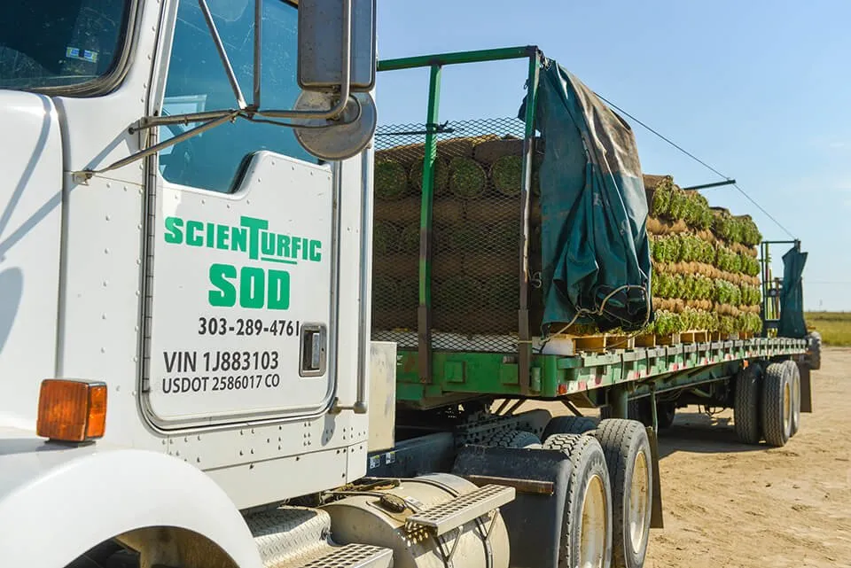 Affordable outdoor landscaping for year-round maintenance across Commerce City, CO - ScienTurfic Sod