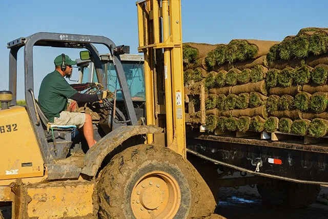 Reliable lawn care service in Commerce City, CO by ScienTurfic Sod