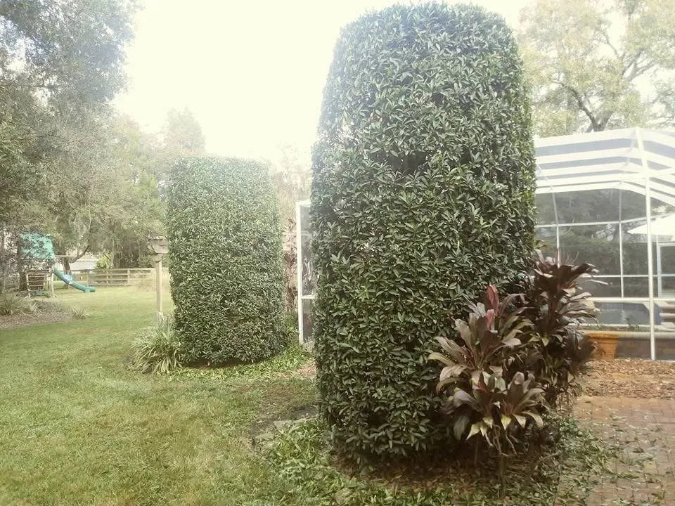 Top-rated outdoor landscaping experts serving Zephyrhills, FL - Scissorhands Lawn Service