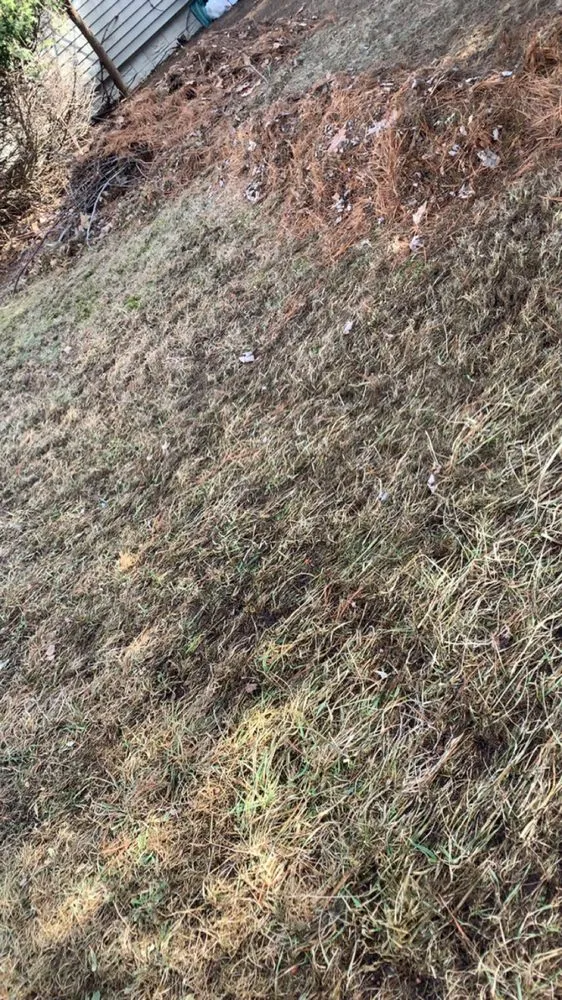 Reliable yard cleanup service for homes across Stevens Point, WI - Scooper Troopers