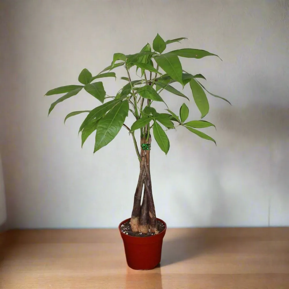 Professional residential landscaping in San Fernando, CA by Scorpio Gardens