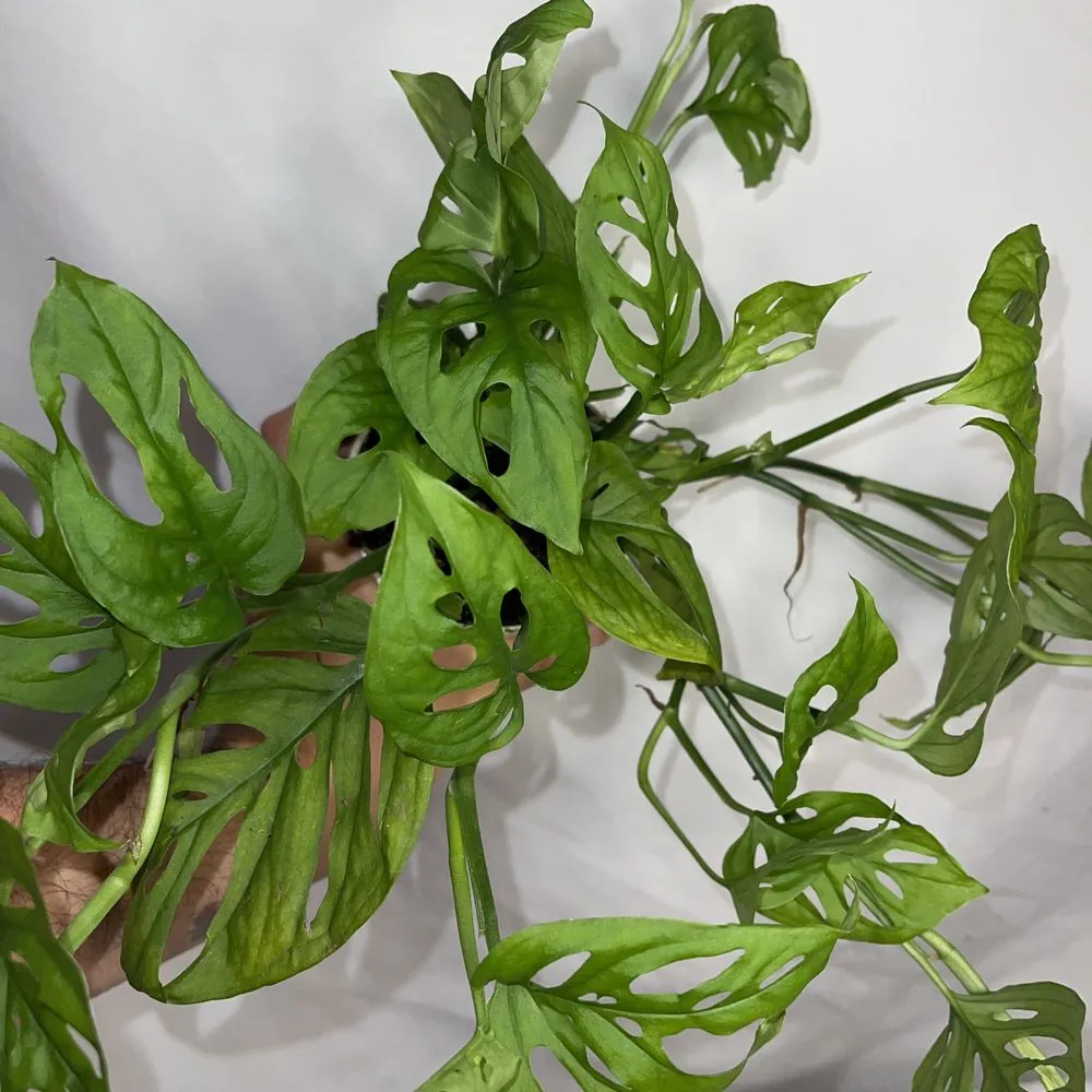 Custom residential landscaping in San Fernando, CA by Scorpio Gardens