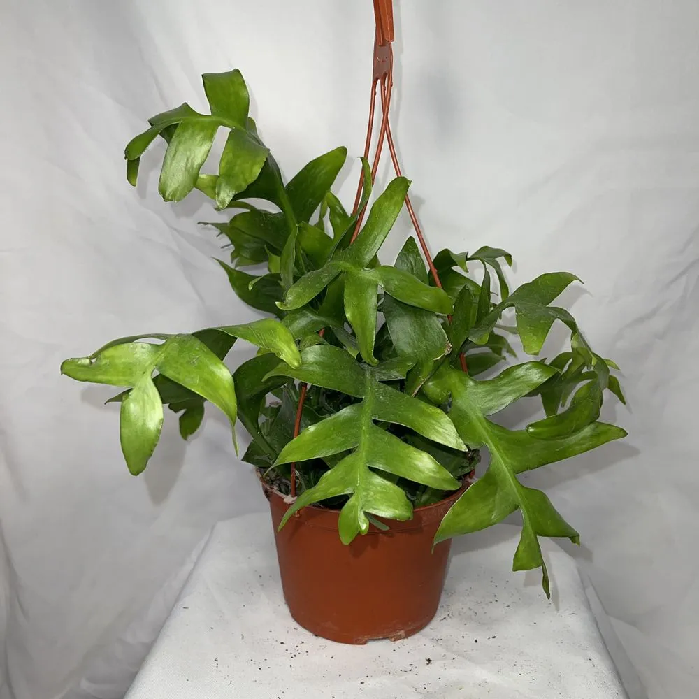 Trusted landscape installation experts serving San Fernando, CA - Scorpio Gardens