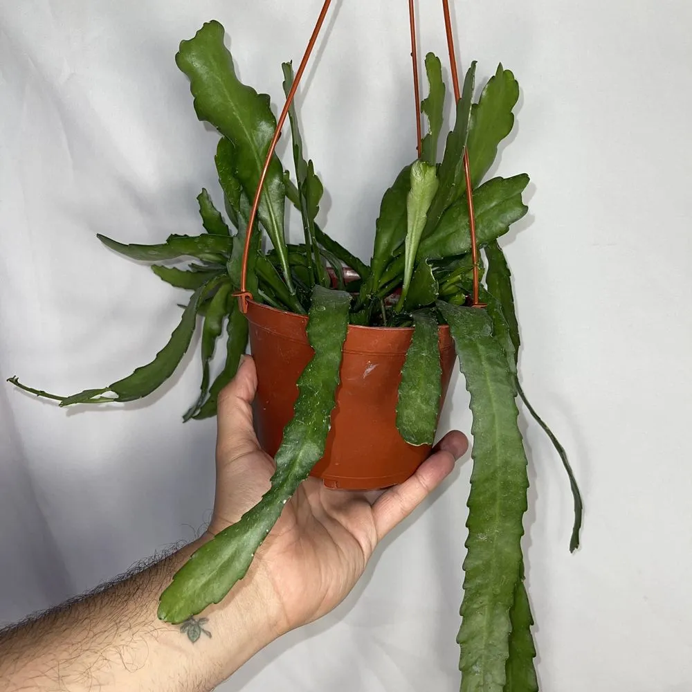 Custom garden landscaping experts serving San Fernando, CA - Scorpio Gardens