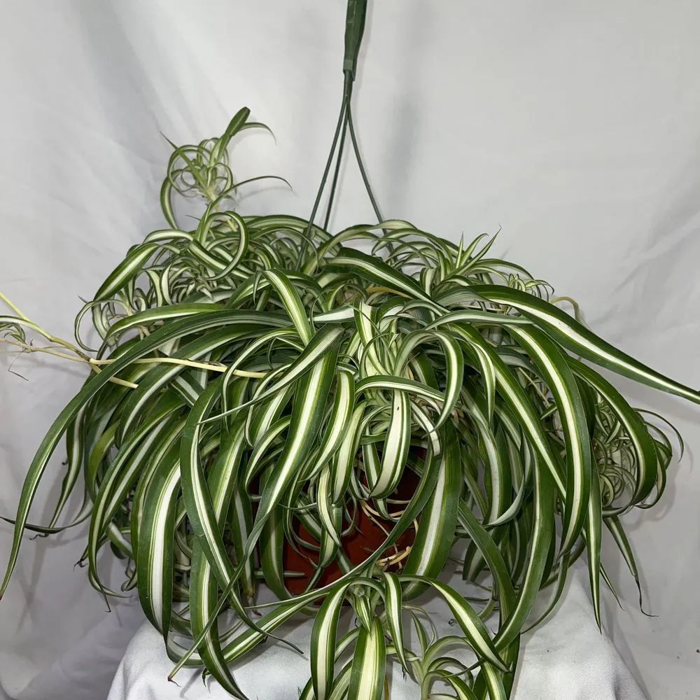 Custom outdoor landscaping for outdoor upgrades across San Fernando, CA - Scorpio Gardens