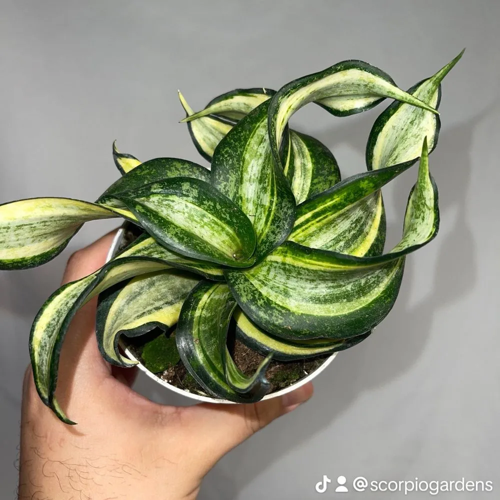 Custom yard maintenance experts serving San Fernando, CA - Scorpio Gardens