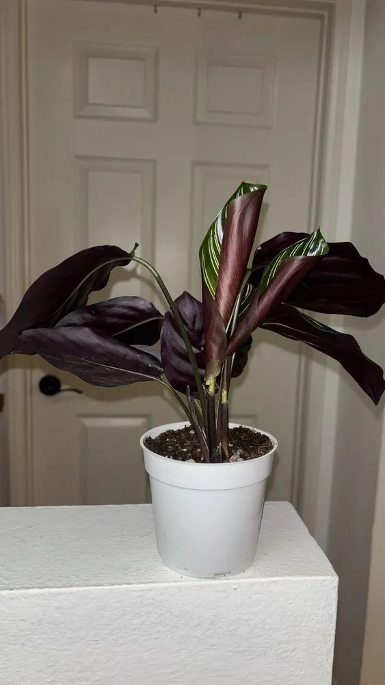 Local garden landscaping experts serving San Fernando, CA - Scorpio Gardens