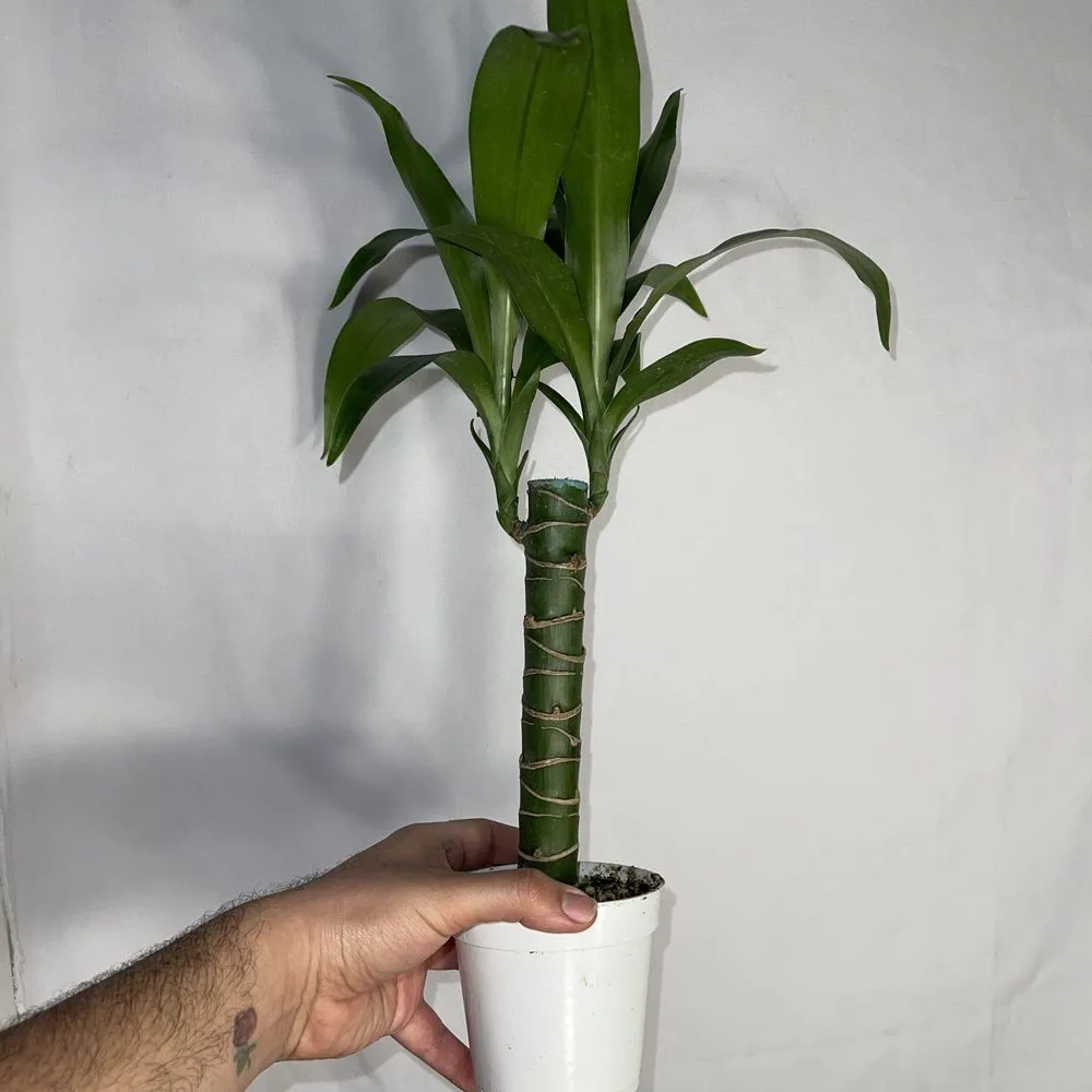 Expert yard cleanup service in San Fernando, CA by Scorpio Gardens