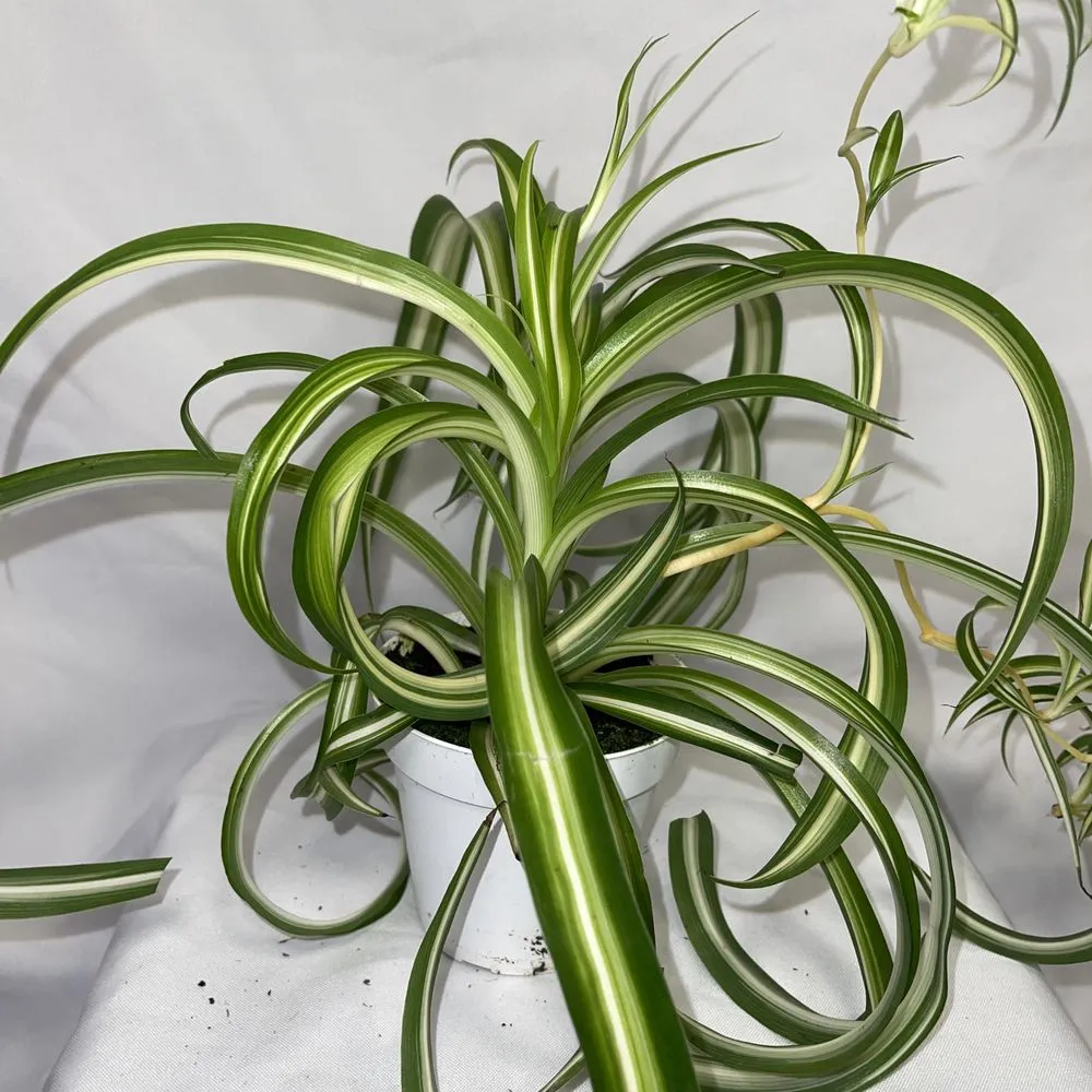 Trusted lawn mowing service for homes across San Fernando, CA - Scorpio Gardens