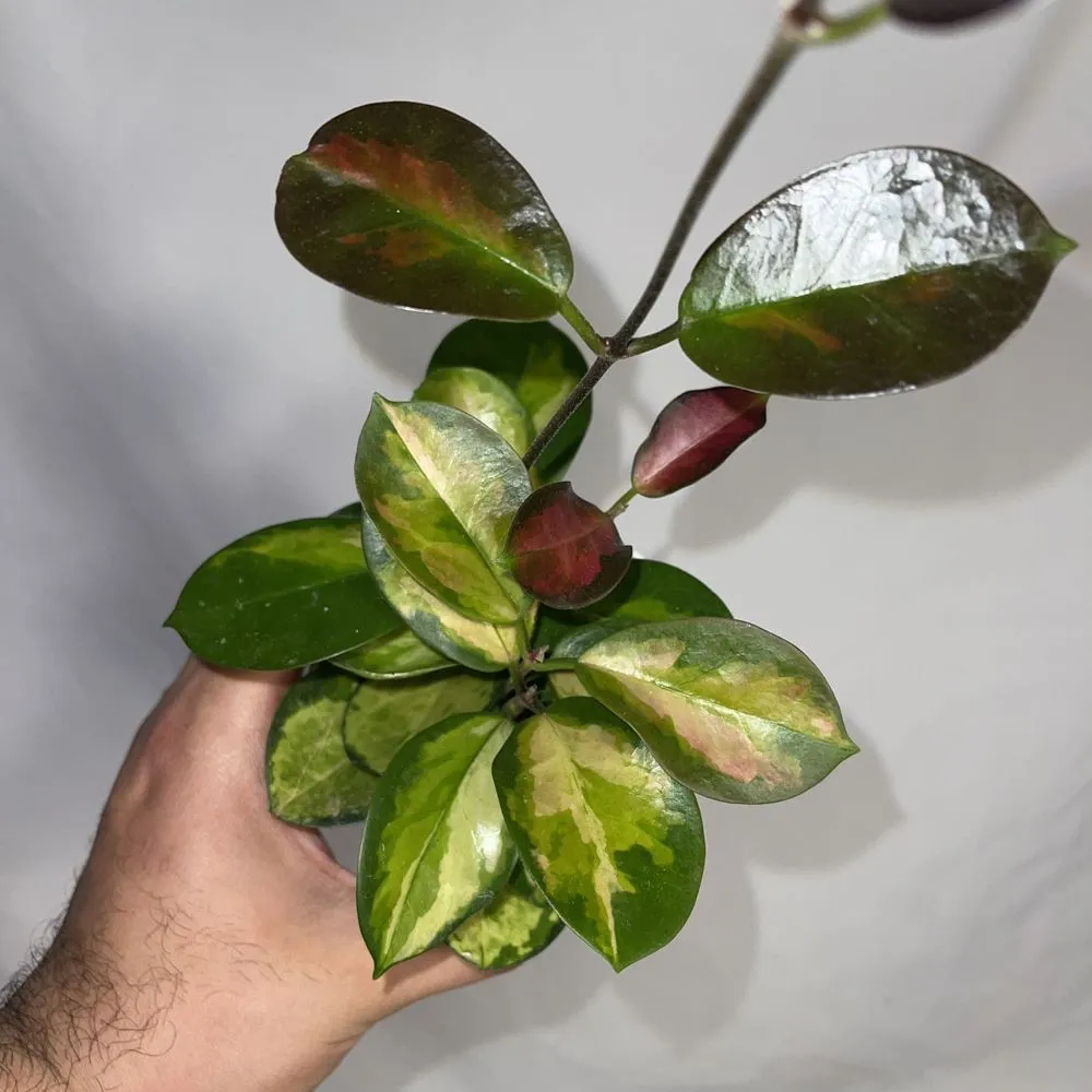 Trusted outdoor landscaping near you across San Fernando, CA - Scorpio Gardens