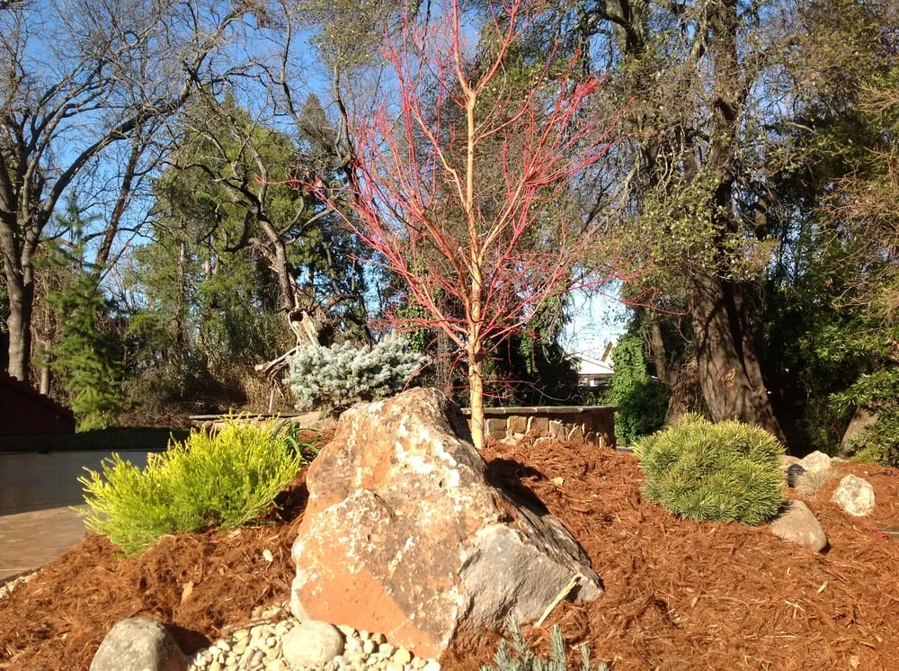 Custom yard cleanup service for year-round maintenance across Vacaville, CA - Scotland Yards Landscaping
