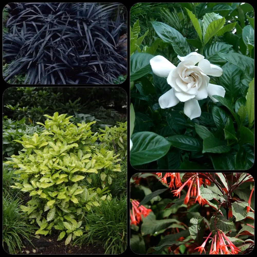 Top-rated yard cleanup service in Vacaville, CA - Scotland Yards Landscaping