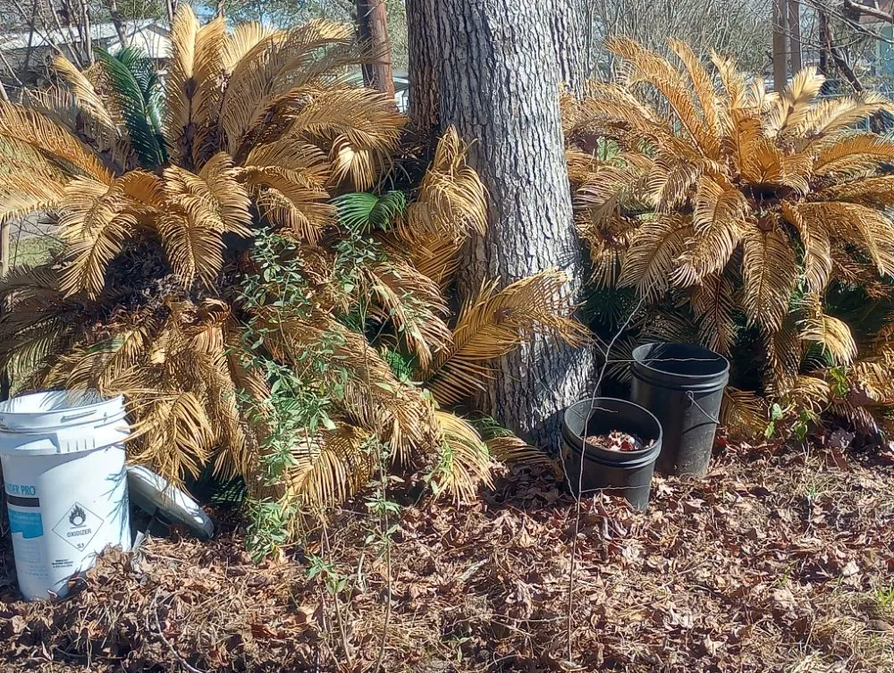 Top-rated outdoor landscaping experts serving Livingston, TX - Scott & Reeves Transport