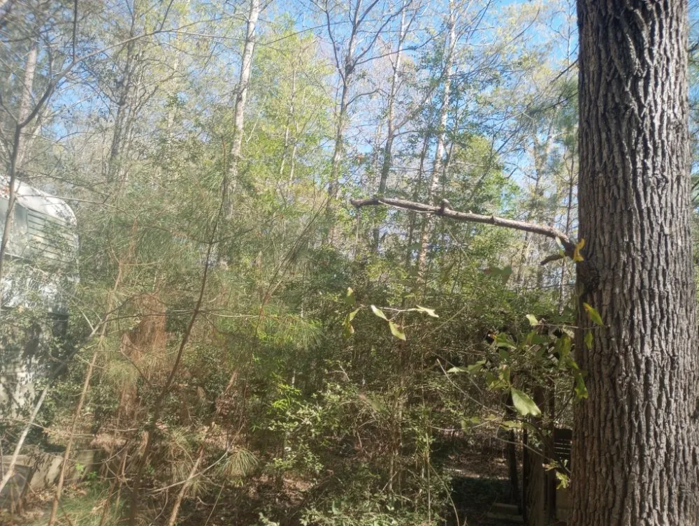 Top-rated yard maintenance for homes in Livingston, TX by Scott & Reeves Transport