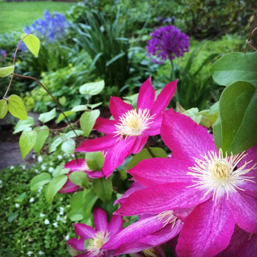 Trusted landscaping services experts serving Chalfont, PA - Scott Baldelli Gardening & Design