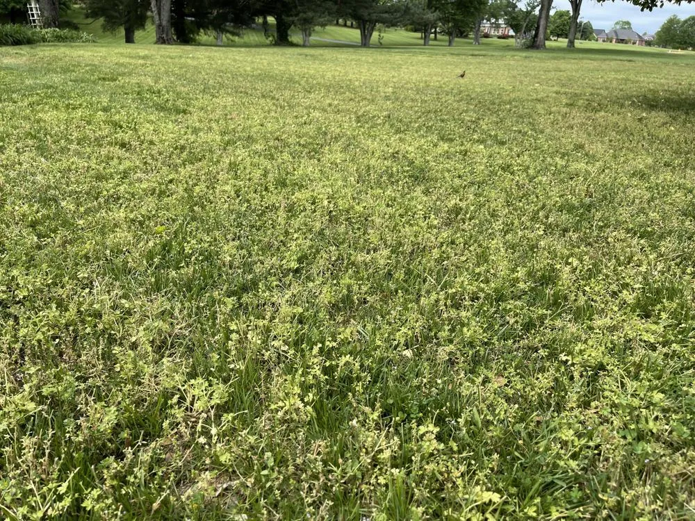 Top-rated lawn care service in Franklin, KY by Scott Lawn & Landscape