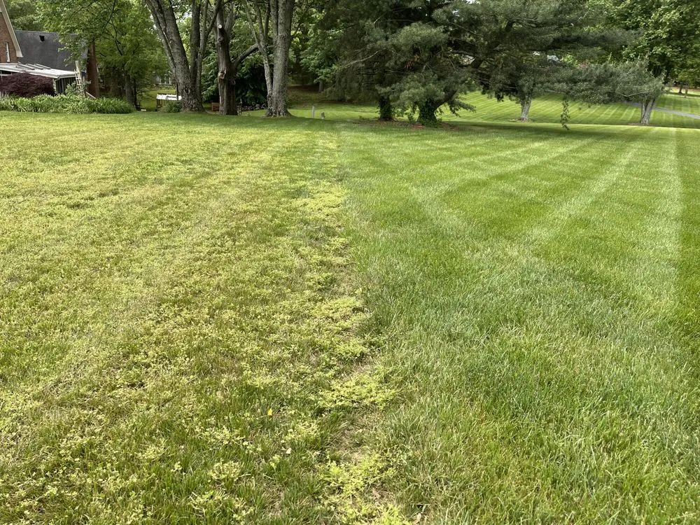Expert landscape installation for beautiful yards in Franklin, KY by Scott Lawn & Landscape