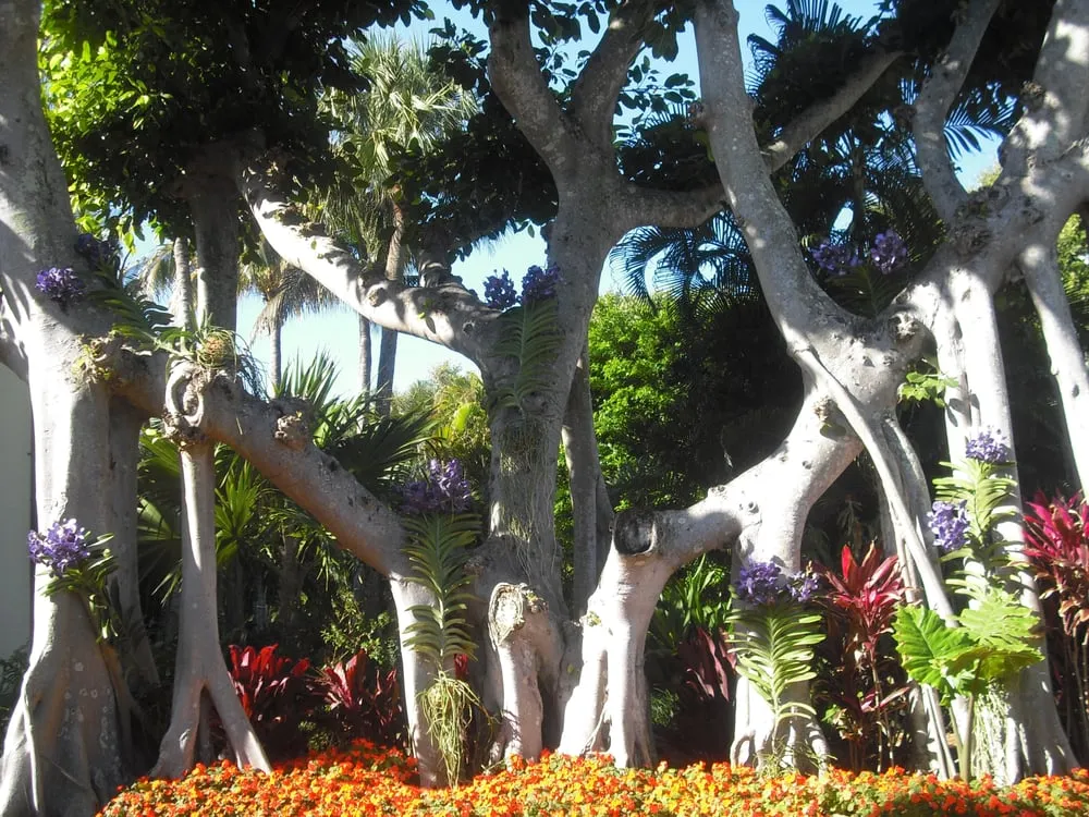 Local residential landscaping in West Palm Beach, FL by Scott Lewis Gardening & Trimming