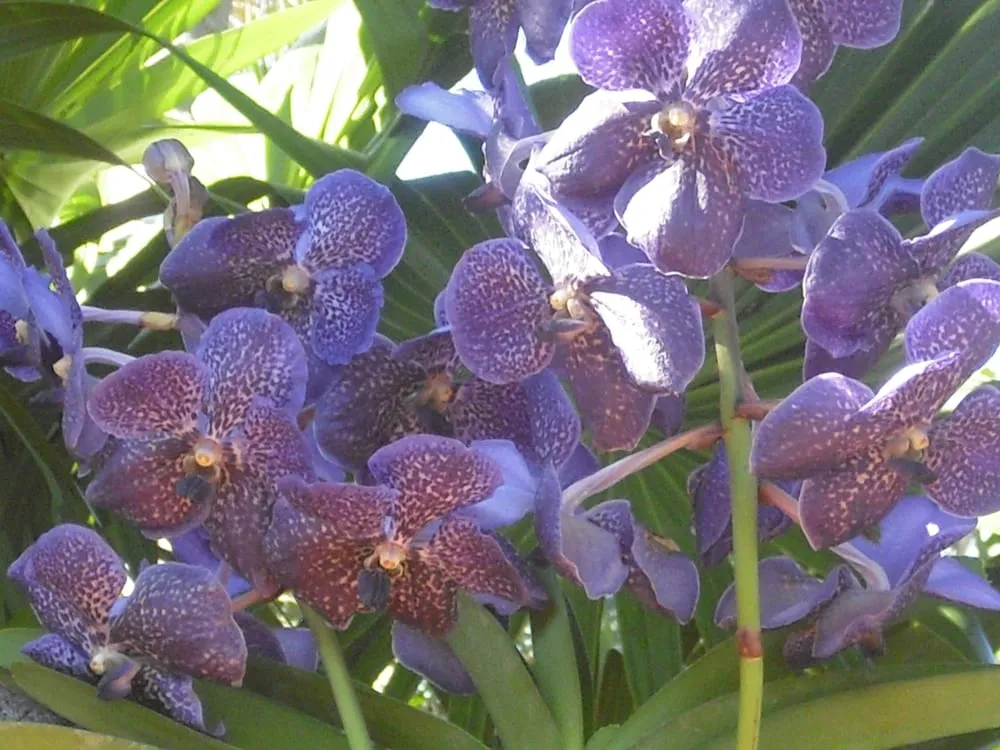 Custom yard maintenance in West Palm Beach, FL by Scott Lewis Gardening & Trimming