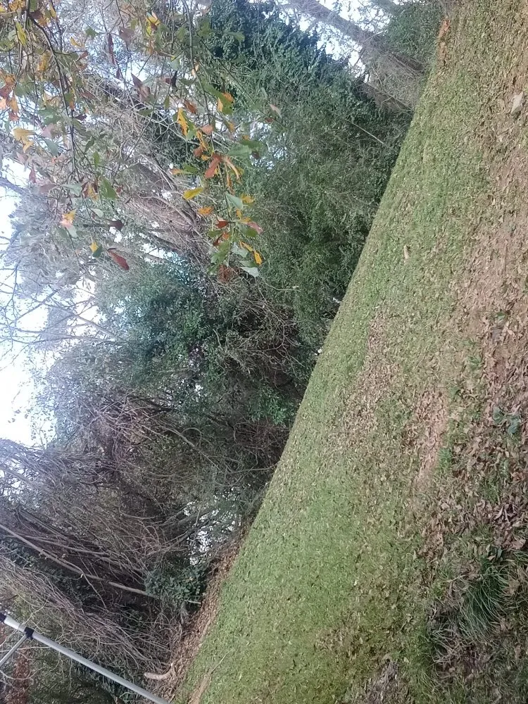 Custom lawn care service for year-round maintenance in Meridian, MS by Scott's All-In-One