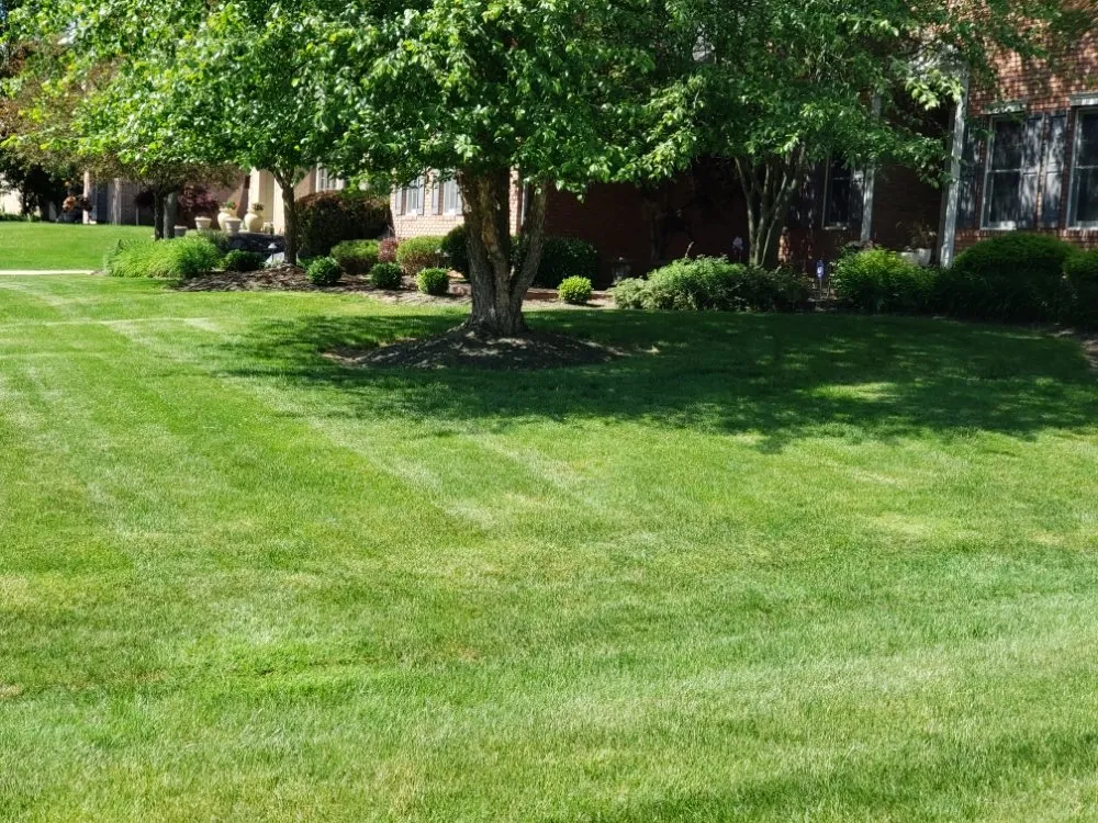 Top-rated yard cleanup service for residential properties in Parma, OH by Scotts All Pro