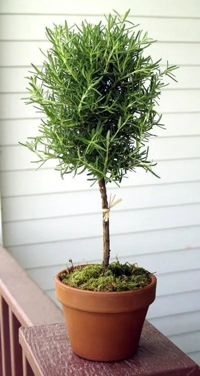 Professional lawn care service with custom design in Bloomington, IL by Scott's Exterior Maintenance