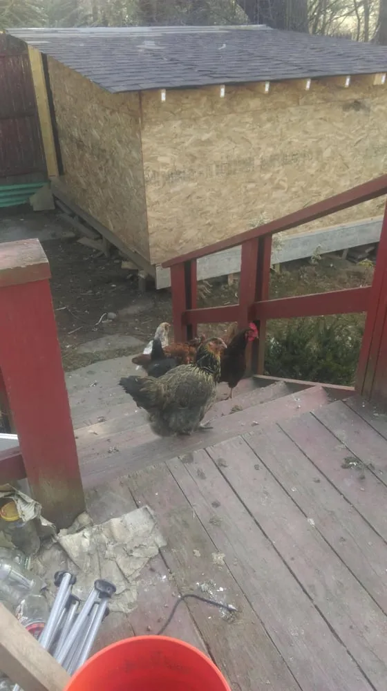 Top-rated landscaping services for outdoor upgrades across Kerhonkson, NY - Scotts Handyman And Landscaping Services