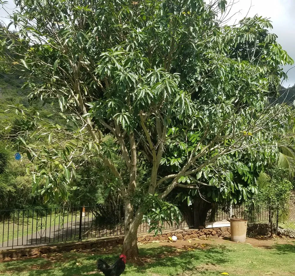 Expert lawn care service with custom design in Waianae, HI by Scott’s Irrigation and Landscape Repair