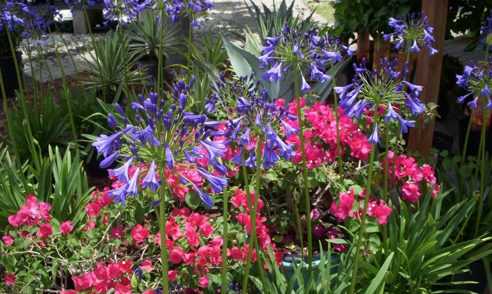 Custom landscape installation experts serving North Fort Myers, FL - Scott's Landscape Nursery