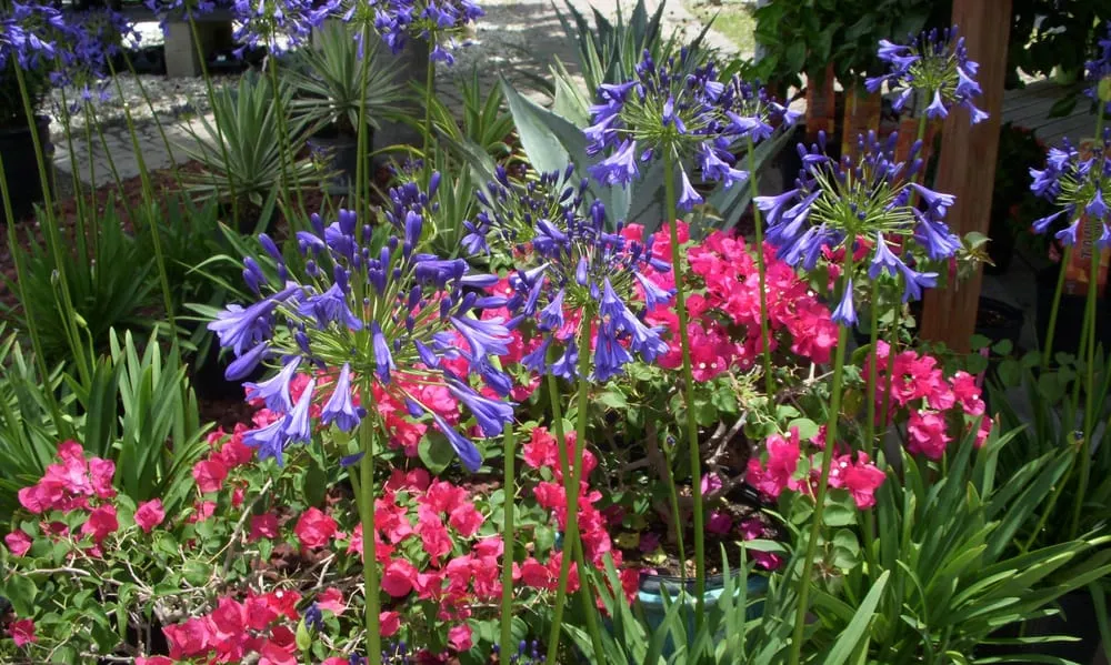 Local lawn mowing service for homes in North Fort Myers, FL by Scott's Landscape Nursery