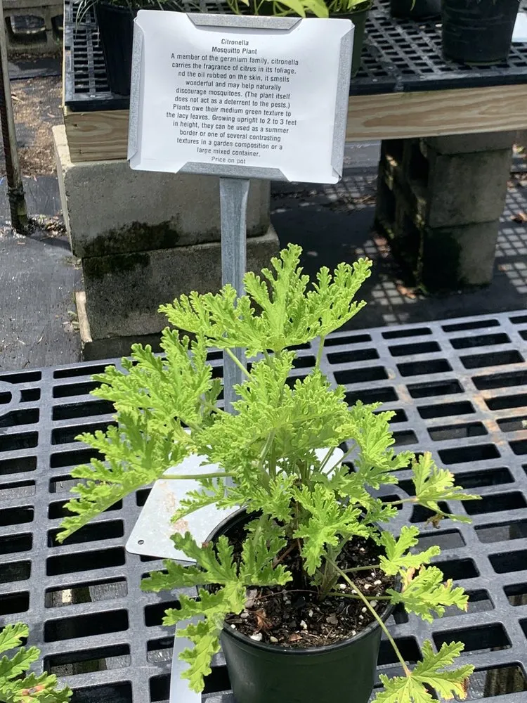 Top-rated yard cleanup service experts serving North Fort Myers, FL - Scott's Landscape Nursery