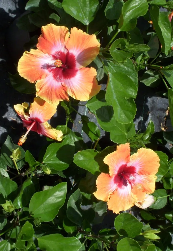 Top-rated garden landscaping in North Fort Myers, FL - Scott's Landscape Nursery