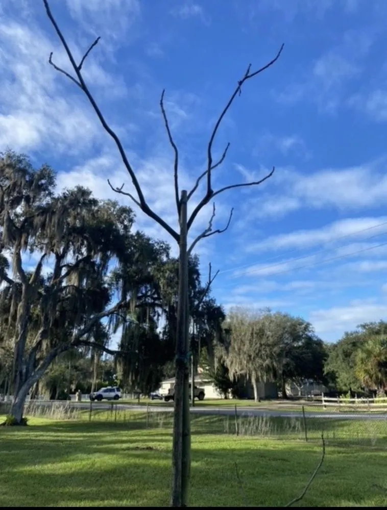 Custom outdoor landscaping in North Fort Myers, FL - Scott's Landscape Nursery