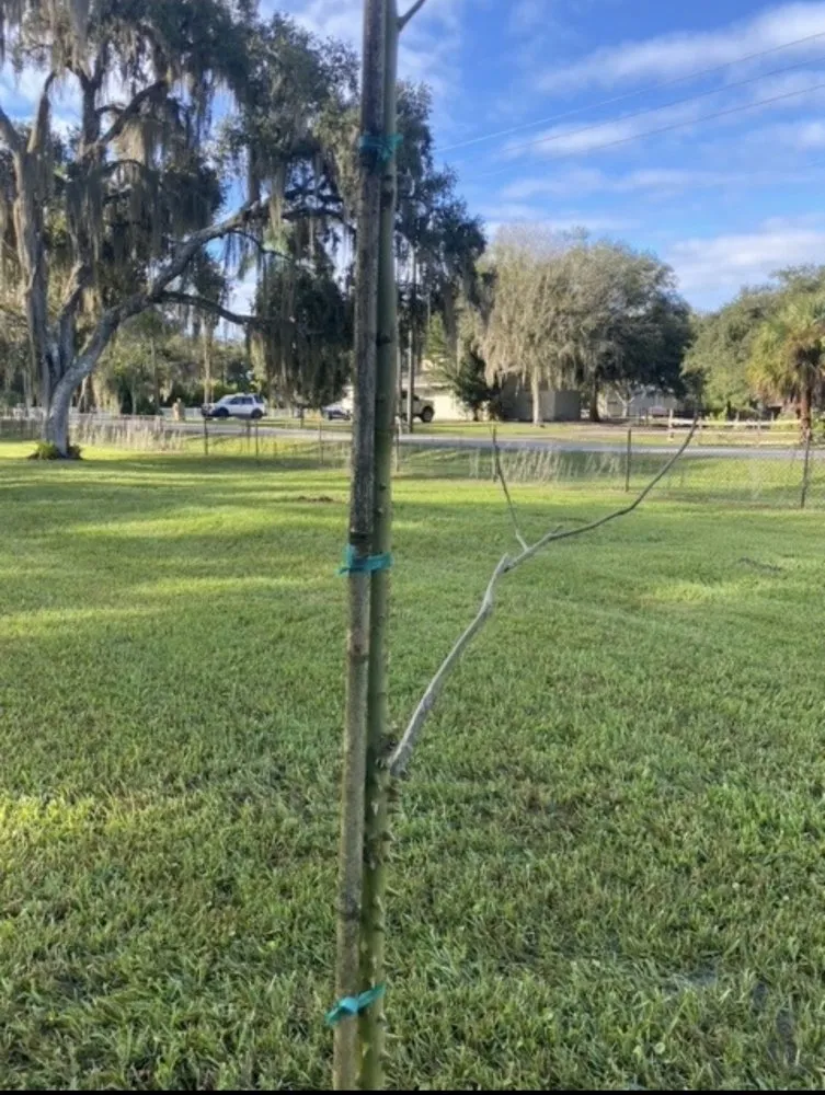 Trusted landscape installation experts serving North Fort Myers, FL - Scott's Landscape Nursery