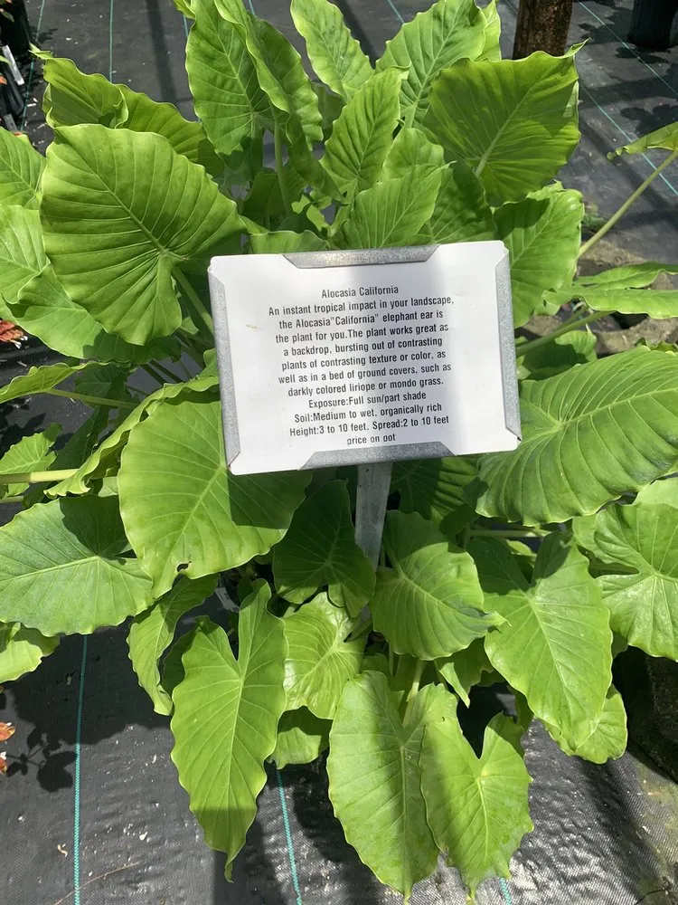 Reliable yard maintenance in North Fort Myers, FL - Scott's Landscape Nursery