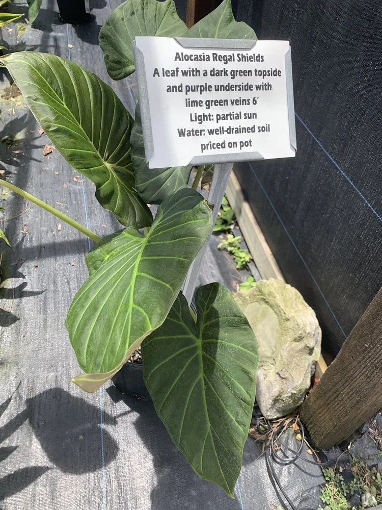 Local lawn mowing service for beautiful yards in North Fort Myers, FL by Scott's Landscape Nursery