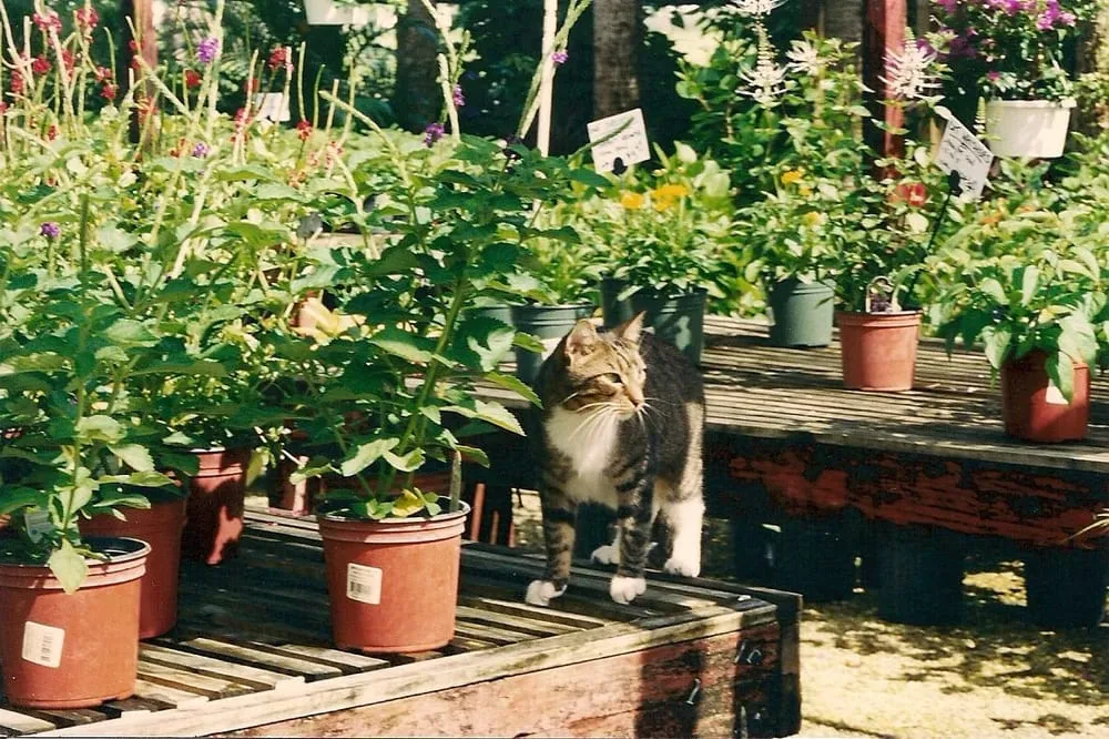 Expert landscape design in North Fort Myers, FL by Scott's Landscape Nursery