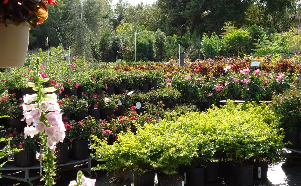 Top-rated outdoor landscaping in North Fort Myers, FL - Scott's Landscape Nursery