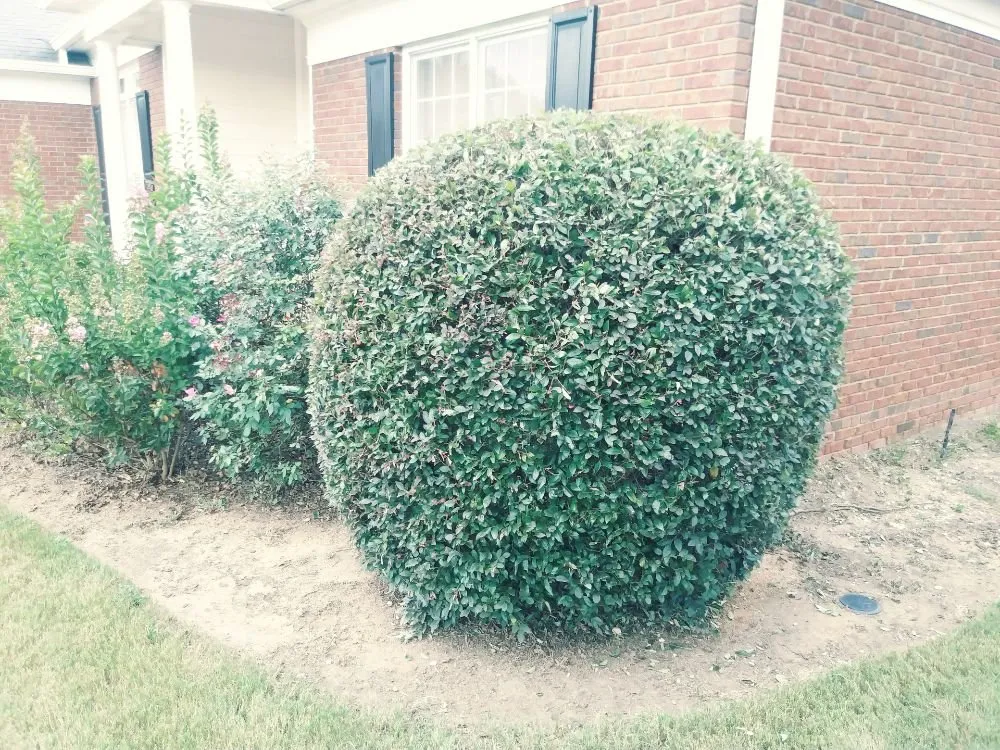 Top-rated yard cleanup service for year-round maintenance in Columbus, GA by Scott's Landscaping Lawncare