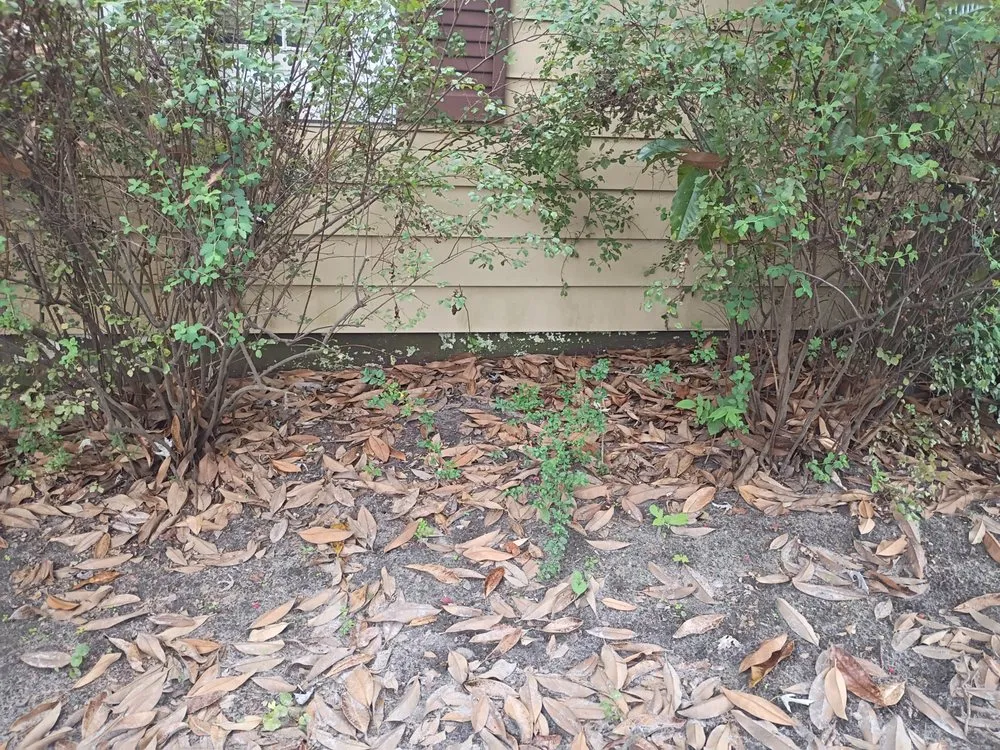 Top-rated yard cleanup service experts serving Petersburg, VA - Scotts Landscaping